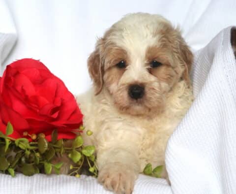 Harvey Mini Goldendoodle2