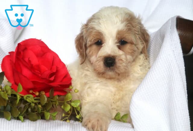 Harvey Mini Goldendoodle2 image