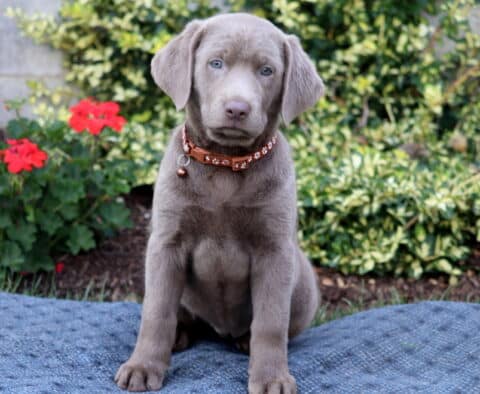 Hatti Silver Lab