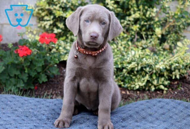 Hatti Silver Lab image