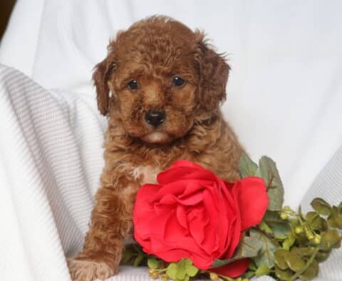 Hazel Mini Goldendoodle