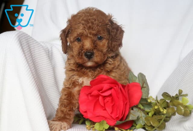 Tiny Mini Goldendoodle puppy with curly reddish-brown fur sits on a white blanket beside a large red artificial rose, looking sweet and gentle. image