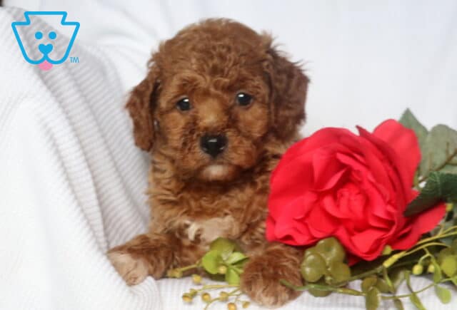 Mini Goldendoodle puppy with rich apricot curls rests on a white blanket beside a bright red rose and green floral accents, gazing softly at the camera. image