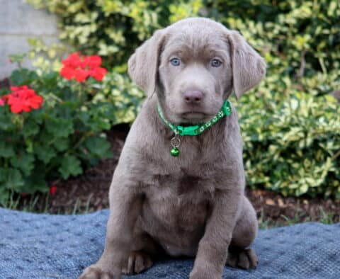 Hazel Silver Lab