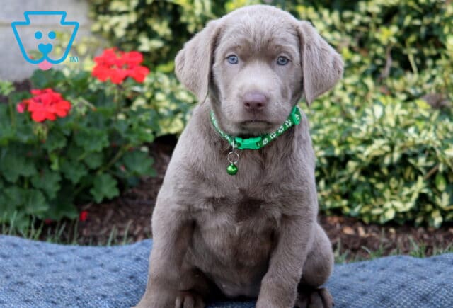 Hazel Silver Lab image