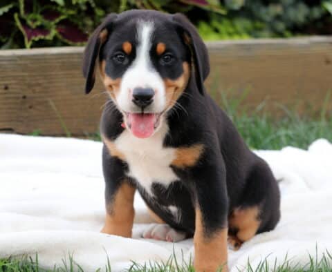 Greater Swiss Mountain Dog puppy sitting on a white blanket with a happy expression and tongue out, showing classic tri-color markings.