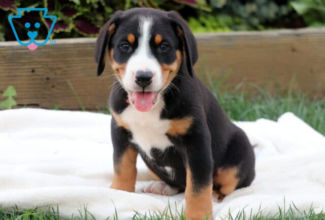 Greater Swiss Mountain Dog puppy sitting on a white blanket with a happy expression and tongue out, showing classic tri-color markings. image
