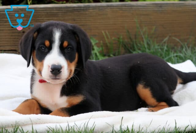 Greater Swiss Mountain Dog puppy lying on a white blanket in the grass, looking calmly at the camera with classic tri-color markings. image