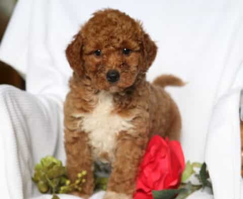 Heaven Mini Goldendoodle