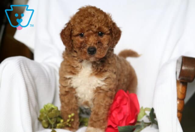 Heaven Mini Goldendoodle image