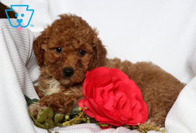 Heaven Mini Goldendoodle2 image