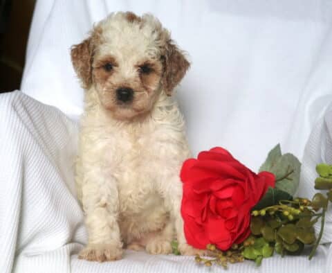 Heidi Mini Goldendoodle