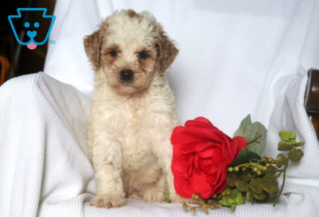 Heidi Mini Goldendoodle image