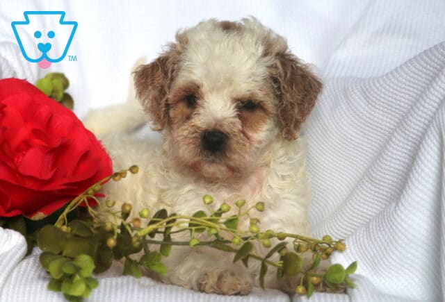 Heidi Mini Goldendoodle2 image