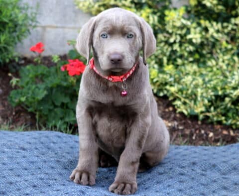 Heidi Silver Lab