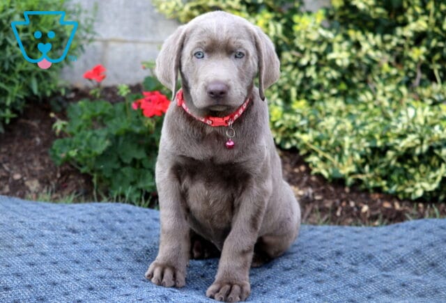 Heidi Silver Lab image