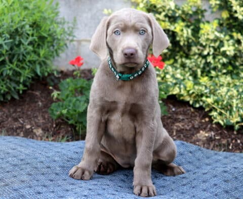 Hilary Silver Lab