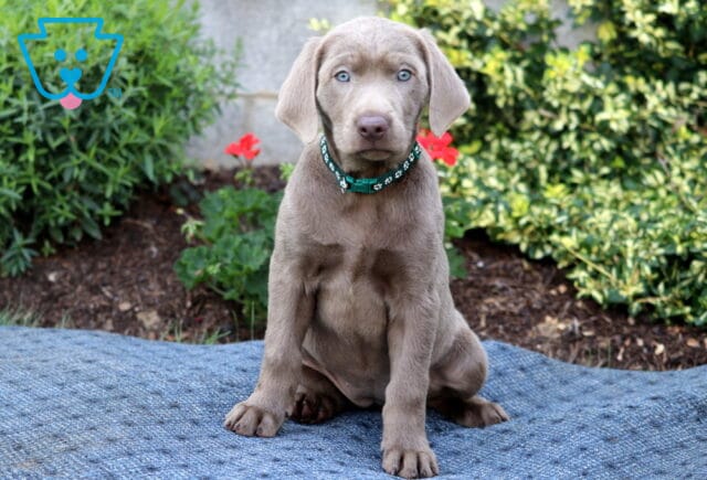 Hilary Silver Lab image