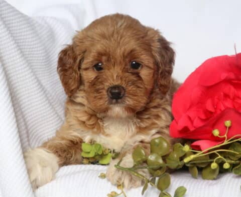 Hillary Mini Goldendoodle