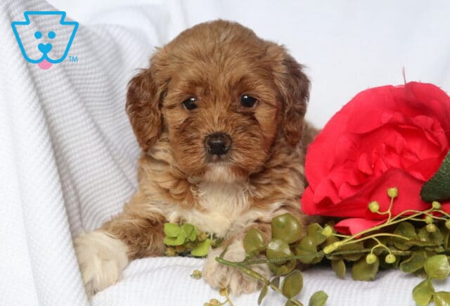 Mini Goldendoodle puppy with a soft wavy apricot coat and white chest rests on a white blanket, next to a vivid red rose and green faux foliage. image
