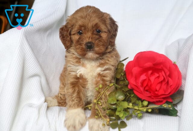 Mini Goldendoodle puppy with soft apricot curls and a white chest sits upright on a white blanket, posing beside a large red artificial rose and green leaves. image