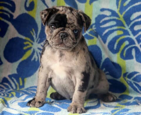 Hold Me Pug