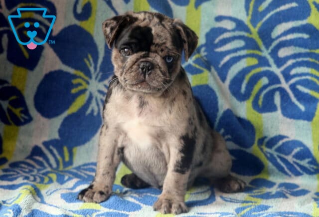 Striking merle-colored Pug puppy with a unique coat pattern and one blue eye sits attentively on a tropical floral blanket in shades of blue and green. image