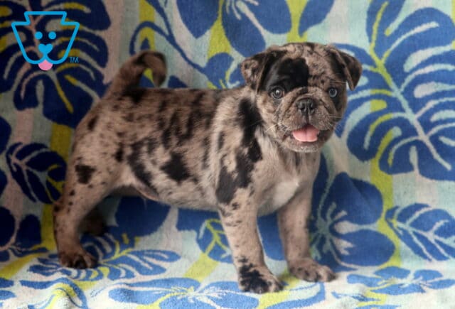 Playful merle Pug puppy with a curled tail and tongue out stands on a tropical floral blanket in shades of blue, green, and white, looking cheerful and alert. image
