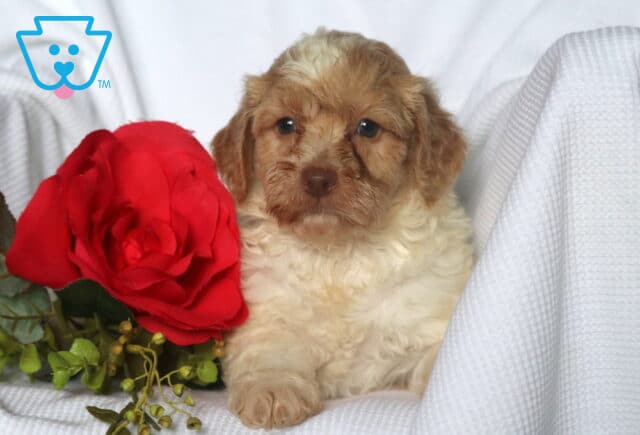 Honey Mini Goldendoodle image