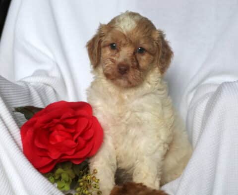 Honey Mini Goldendoodle2