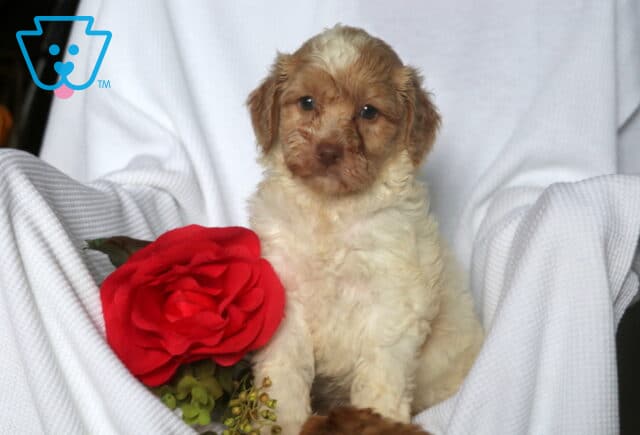 Honey Mini Goldendoodle2 image