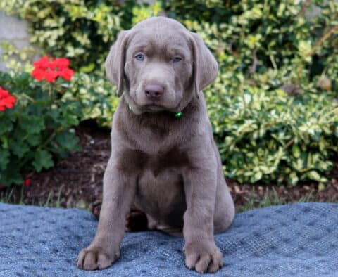 Hunter Silver Lab