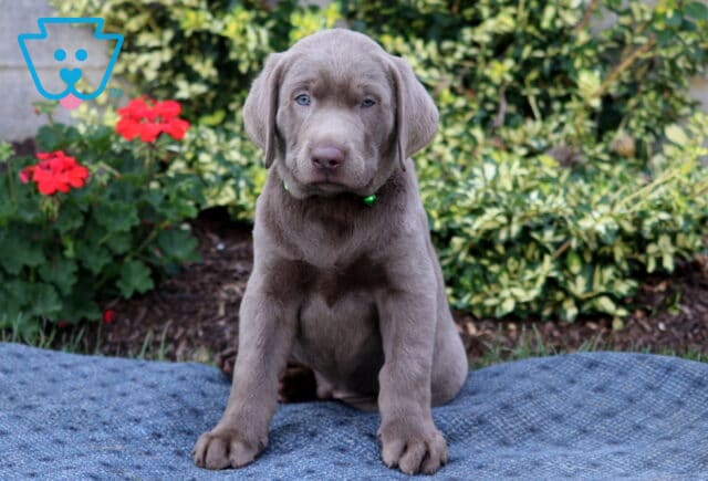 Hunter Silver Lab image