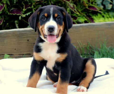 Adorable Greater Swiss Mountain Dog puppy sitting on a white blanket with a happy expression, showing off its classic tri-color coat and pink tongue.
