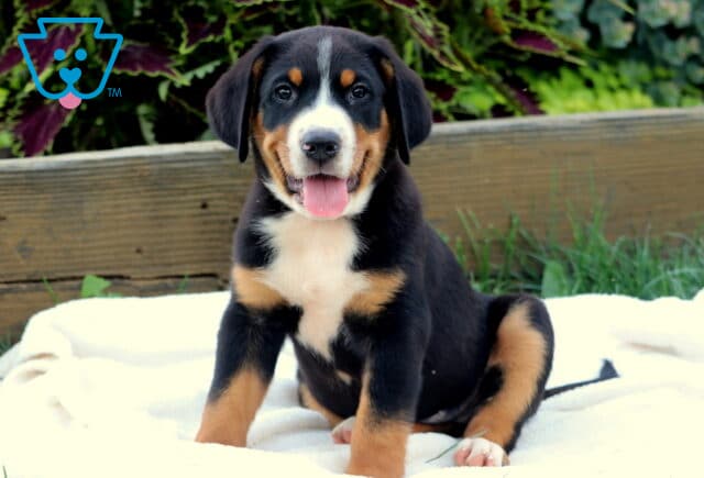 Adorable Greater Swiss Mountain Dog puppy sitting on a white blanket with a happy expression, showing off its classic tri-color coat and pink tongue. image