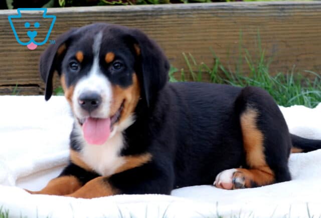 Happy Greater Swiss Mountain Dog puppy lying on a white blanket in the grass, showing its tongue and adorable tri-color markings. image
