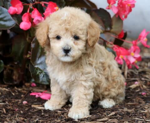 Jace Cavapoo
