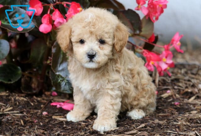 Jace Cavapoo image