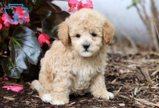 Jace Cavapoo2 image