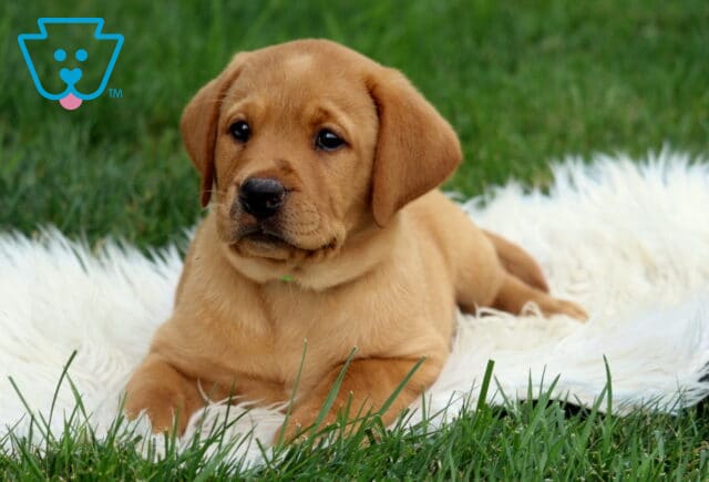 Jack Lab image
