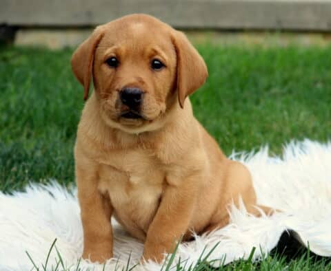 Jack Lab2