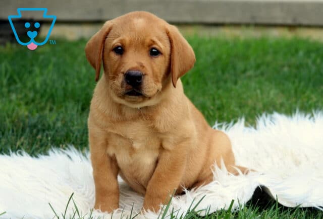 Jack Lab2 image