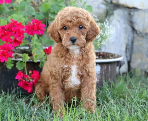 Jada Mini Poodle