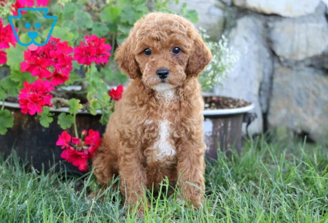 Jada Mini Poodle image
