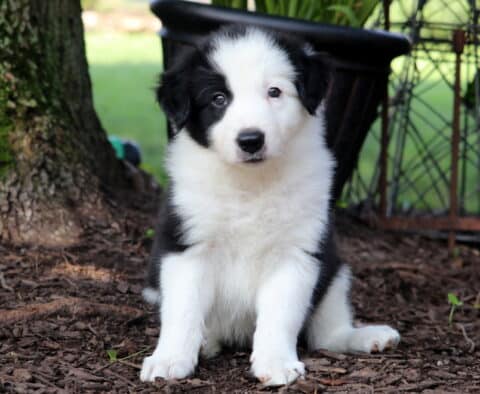 Jake Border Collie