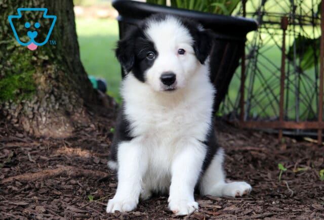Jake Border Collie image