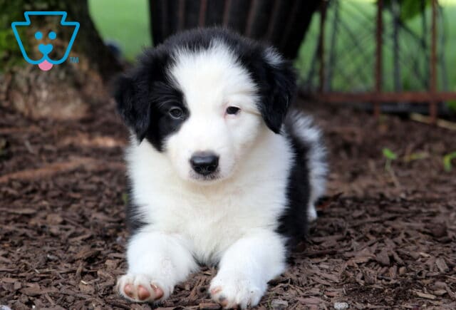 Jake Border Collie2 image