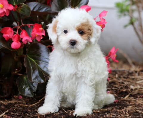 Jasmine Cavapoo