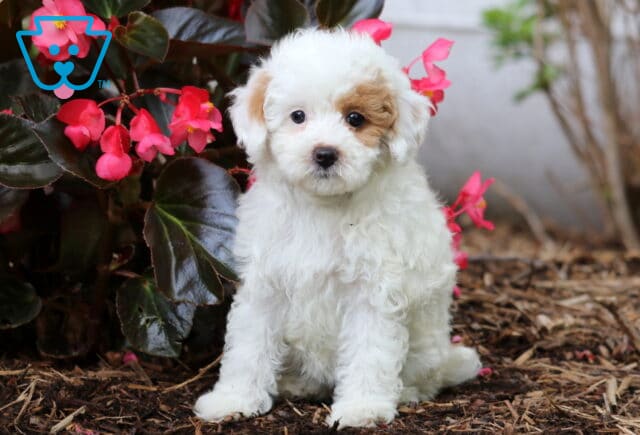 Fluffy white Cavapoo puppy with a tan patch over one eye sitting on mulch beside vibrant pink flowers, looking sweetly at the camera. image