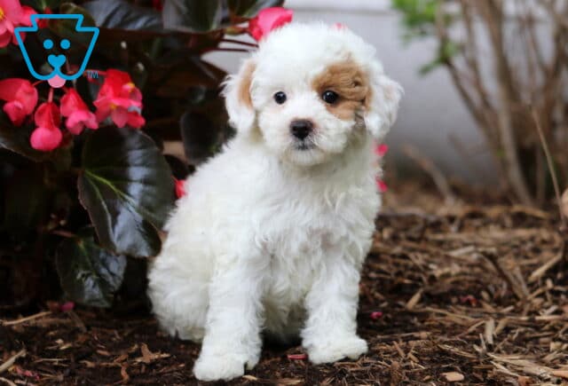 White Cavapoo puppy with a tan marking over one eye sitting on wood chips beside bright pink flowers, gazing curiously at the camera. image